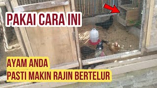 Mengatasi Ayam Kampung Jarang atau Malas Bertelur [upl. by Yug]