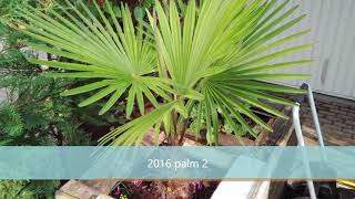 Growth rate trachycarpus 20112018 [upl. by Eatnad]