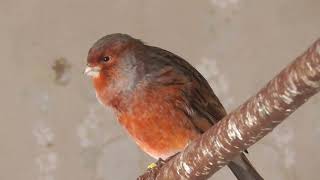 Kanarienvogel Mosaik rotschwarz 15112024 [upl. by Cates]