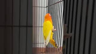 Beautiful Opaline Lovebirds shortsviral [upl. by Ettevahs]