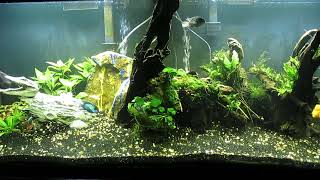 120Gallon Aquascape Update 71924 [upl. by Akihc788]