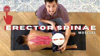 Turn ON Your ERECTOR SPINAE MUSCLES [upl. by Ardnuaed]