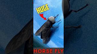 HUGE Horse Fly Attack [upl. by Gierk]