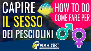 🐟 ❓ Riconoscere il sesso dei pesci in acquario [upl. by Urania26]