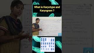 Karyotype and Karyogram deepikasciencecorner karyotype karyogram biology class10science [upl. by Novad]