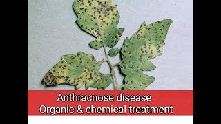 Anthracnose plant disease organic treatment Tomato Anthracnose [upl. by Suk]