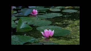 Water Lilies A Fairy Song by Felicia Hemans [upl. by Uni]