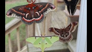 Giant Moths [upl. by Editha]