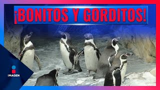 Pingüinos Humboldt llegan al zoológico de Chapultepec  Noticias con Francisco Zea [upl. by Enelyw]