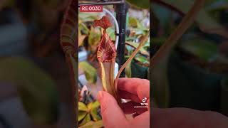 nepenthes Redleaf Exotics RE 0030 [upl. by Onaicram]