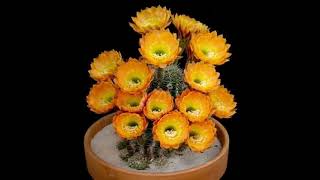 Coccineus cactus cactus flowers Echinocereus Coccineus spectacularvlogger shortvideo [upl. by Nare]