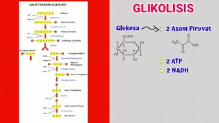 GLIKOLISIS [upl. by Amerigo]