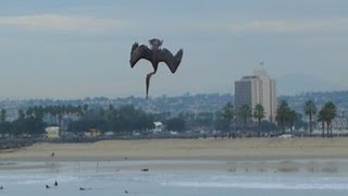 Pelican Power Diving for Fish [upl. by Fairbanks357]