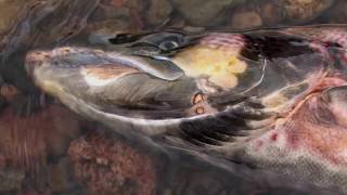 To The Journeys End The Lifecycle of the Atlantic Salmon [upl. by Erdried]