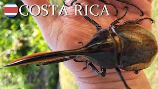 Dynastes hercules scarabs 🇨🇷 Costa Rica  v152 [upl. by Barb525]