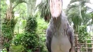 Shoebill stork sound [upl. by Astri]