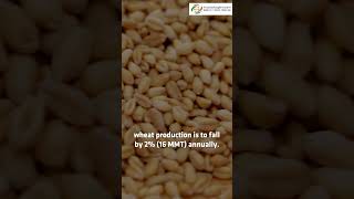 International Grains Council Forecasts A 6 Increase In Corn Output [upl. by Ennovahc]