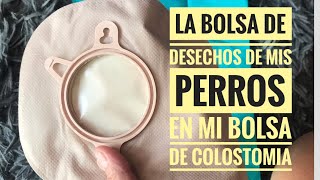 Cómo usó las BOLSITAS de DESECHO de 🐶🐶 en mi BOLSA de COLOSTOMIA 💩♥️ [upl. by Naujat771]