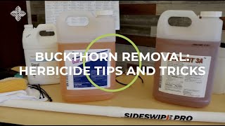 Buckthorn Removal Herbicide Tips and Tricks [upl. by Mandle]