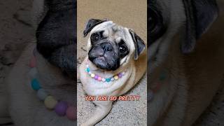 youre pretty much the best 💜 dog pug cute funny pets fyp shorts [upl. by Suoirrad]