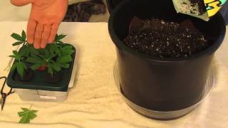 How to Quick and Easy Clone Transplant into Soil Grows [upl. by Brittney]