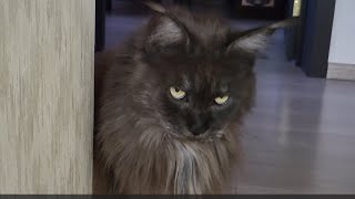 Maine Coon Mistress Talisa [upl. by Joelynn835]