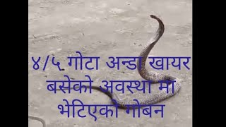 nepali king covra snake in villages [upl. by Amyas731]