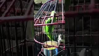 parrot birds cute parrottalking birdscomedy pets petlover funnylovebird [upl. by Silletram640]