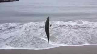 Mackerel Fishing from Shore [upl. by Pogue]