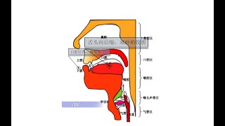 6单元音短元音48个英语音标英语发音舌位结构图英语入门 [upl. by Ijar]