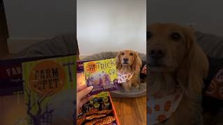 A DOXIE HALLOWEEN UNBOXIE unboxing doxies dachshund [upl. by Little887]