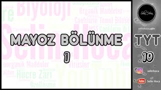 3 Mayoz Bölünme 1 [upl. by Meeki250]