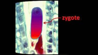 Embryogenesis in plants [upl. by Tresa]