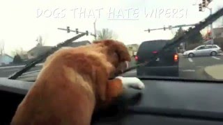 Dogs that Attack Windshield Wipers [upl. by Mylan]