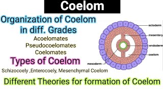 CoelomOrganization of coelom in diff gradesTypes of CoelomEvolutionTheoriesformation of coelom [upl. by Illek]