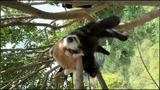 Captured a candid shot of a red panda napping in a tree [upl. by Immaj]