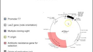 Plasmid vectors [upl. by Hollerman]