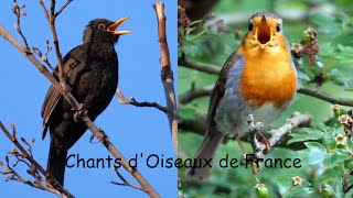 CHANTS dOISEAUX de FRANCE 30 chants [upl. by Kopple340]