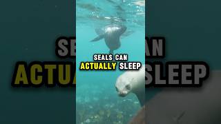 Seals Snoozing Underwater  Fun Animal Fact [upl. by Goodill]