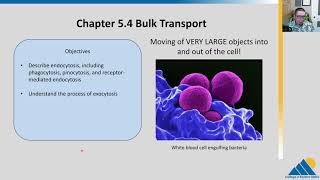 BIOL201 Ch54  Bulk Cellular Transport [upl. by Ahse]