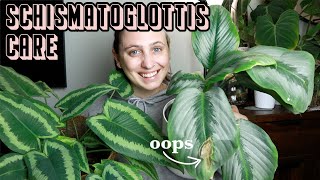 how I care for SCHISMATOGLOTTIS 🪴 Drop Tongue Plant Care Tips [upl. by Brosine]