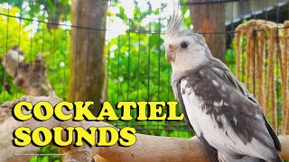 Cockatiel Sounds  Nono The Male WhiteFaced Cockatiel [upl. by Slin729]