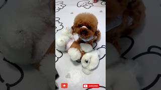 🐶Qute Puppy and mummy 😜 funny dogs🐕 part 53 shorts viral trending funny [upl. by Bernard]