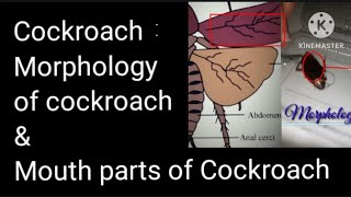 Zoology  Morphology of Cockroach chockroachMorphology morphology [upl. by Salokin]