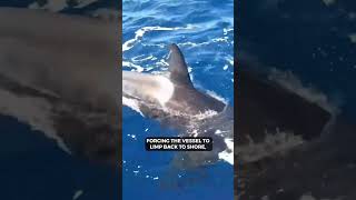 What Happens During an Orca Boat Attack wildlife animaldocumentary [upl. by Slein299]