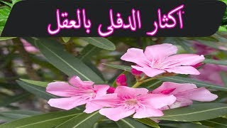 طريقة اكثار نبتة الدفلى laurier rose [upl. by Africah32]