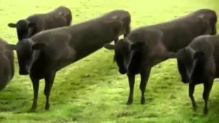 cow dance in nepali song [upl. by Opal530]