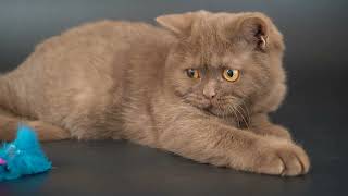 British Shorthair Selkirk rex [upl. by Esteban]