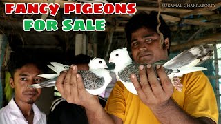 FANCY PIGEONS FOR SALE [upl. by Xavler352]