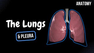 Lungs Function Parts Pleura amp Recesses  Anatomy [upl. by Prud]